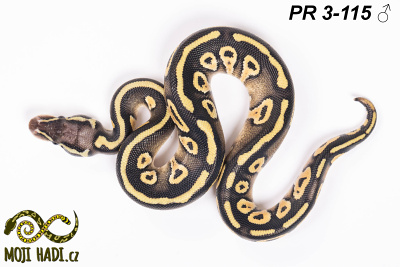 hadi na prodej, mládě, český chov hadů, odchov hadů, mojihadi.cz, Python regius, ballpython, krajta královská, Mojave Pastel, het Hypo